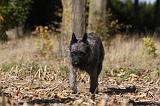 BOUVIER DES ARDENNES 294
